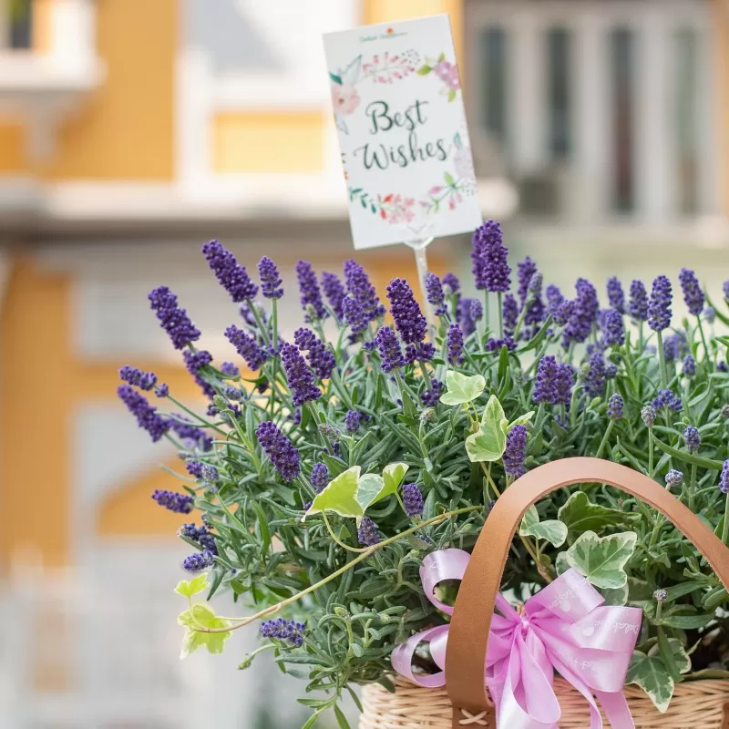 Hoa Lavender (oải hương) và liệu pháp hương thơm kỳ diệu