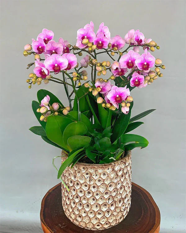 Chậu Lan Hồ Điệp Mini - 038