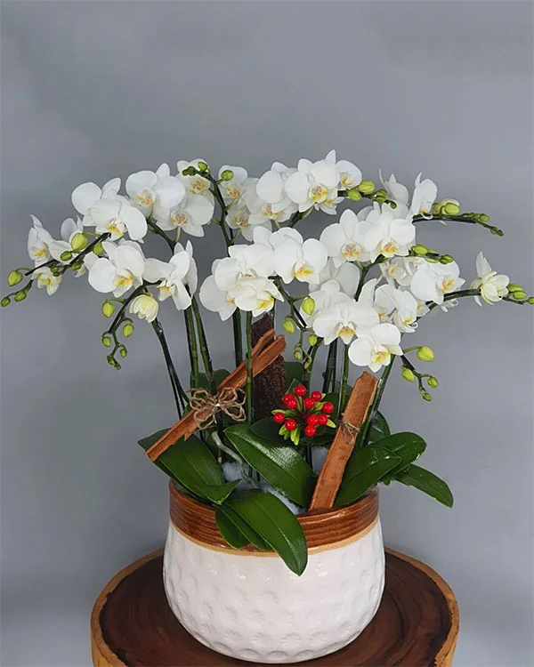 Chậu Lan Hồ Điệp - 044