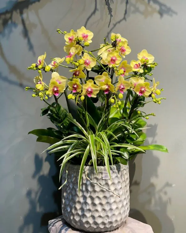 Chậu Lan Hồ Điệp Tết - Vương Thịnh