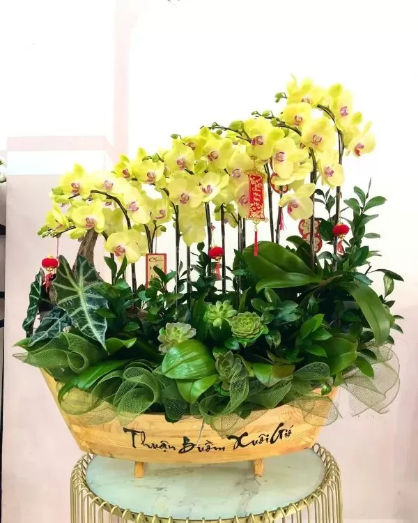 Chậu hoa lan 1
