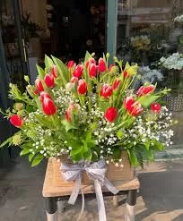 Red-Tulip 1