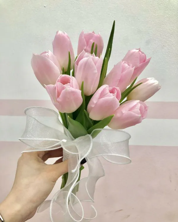 Mỏng Manh - Tulip hồng